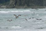 PICTURES/Rialto Beach/t_Flying Gulls17.JPG